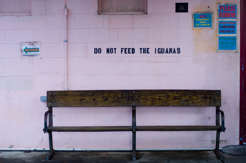 An empy bench sits beneath a cinderblock wall painted with the words: Do Not Feed the Iguanas