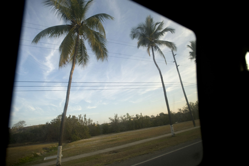 A view of palm trees out of a vehicle driving through the Guantánamo Bay Naval Station.