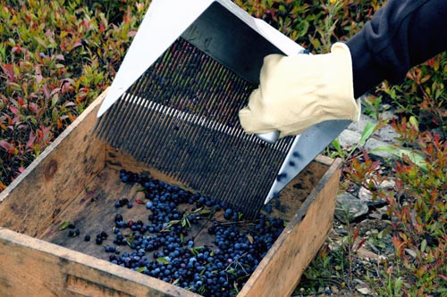 A raker dumping a rakeful of berries into a wooden box.