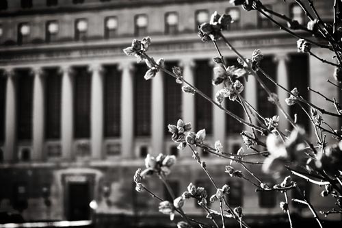 A column-fronted building at Columbia University, with a budding tree in the foreground.