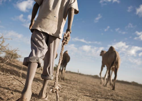 Camels walk across the dusty scrub. A boy walks behind them, legs covered in dirt, carrying a rope.