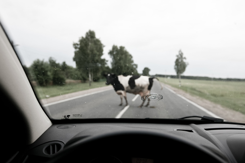 A wandering cow blocks the road to Mozyr.