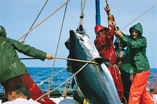 A crew of fishermen hoists a giant bluefin tuna aboard their boat.
