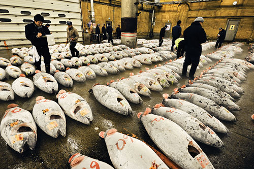 The Tsukiji fish market. Here, frozen bluefin tuna arranged in rows on the ground are being auctioned.