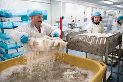 Dariusz 'The Soldier' Putkowski, one of Bolungarvík's many Polish guest workers, lifts brined cod out of a holding box.