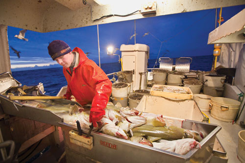 Leifur 'Toti' Sigurgeirsson retrieves a knife to cut the throats of fresh-caught cod.