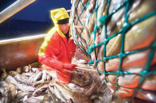 Pálmi Stefánsson, captain of netboat Pall Á Bakka out of Bolungarvík, prepares to open a net ball of haddock into his boat's holding bin.