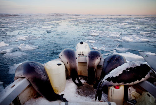 Seals draped over the side of a hunting vessel near Isortoq, East Greenland.