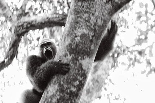A silverback gorilla barks and slides down a tree at the sight of researchers.