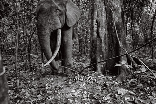 A forest elephant triggers a camera trap at a fruiting tree.