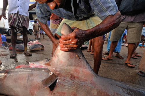 A Sri Lankan fisherman cuts the fin off a bull shark, taken by gillnet near the capital city of Colombo.