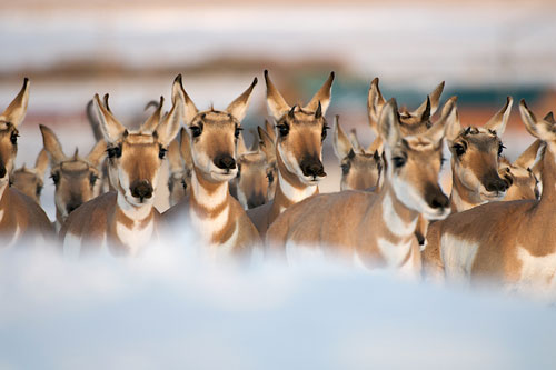 A band of pronghorn, mainly does, migrating south for the winter.