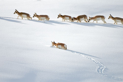 A group of pronghorn walking in a deep snow drift.