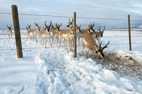 A band of southbound pronghorn stoop under a barbed wire fence.