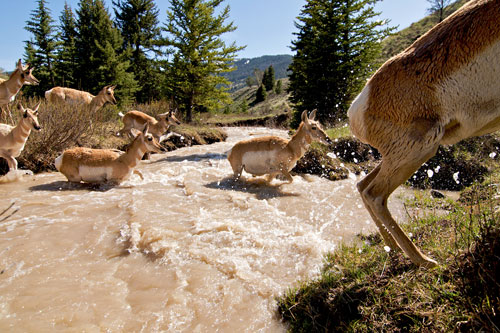 A band of pronghorn migrating through the Gros Ventre Mountains of western Wyoming, crossing a river deepened with the runoff of melting snow.