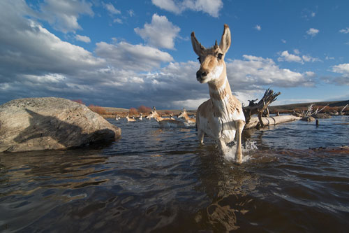 Pronghorn migrating through the Green River in western Wyoming.
