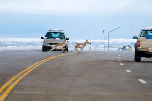 Pronghorn crossing Highway 191 near the town of Pinedale, Wyoming.