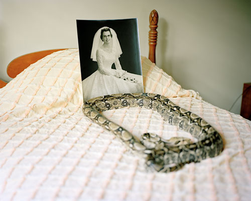 A bed with a black and white picture of a woman without a frame and a large snake sitting atop it.