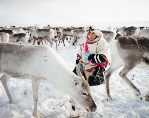 Reindeer herder Nils Pedar A.  Gaup sitting with his reindeer  in Kautokeino, Norway