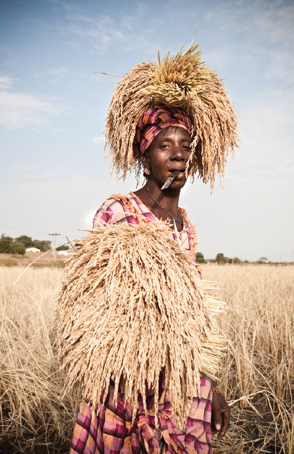 Hawa Jallow is a member of the Santa Yalla kaffo, a collective of women who harvest rice near the Gambia River at Kaur. After cutting the rice, she uses her head and hands to carry it to a collection point at the edge of the field.