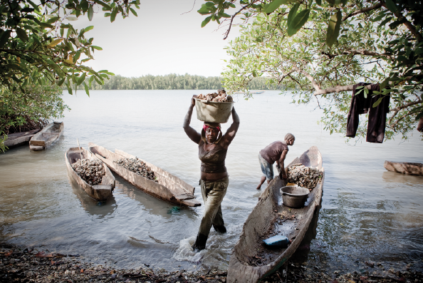 Female migrants from Guinea Bissau work along the shores of a tributary, collecting oysters that hang from the mangroves.