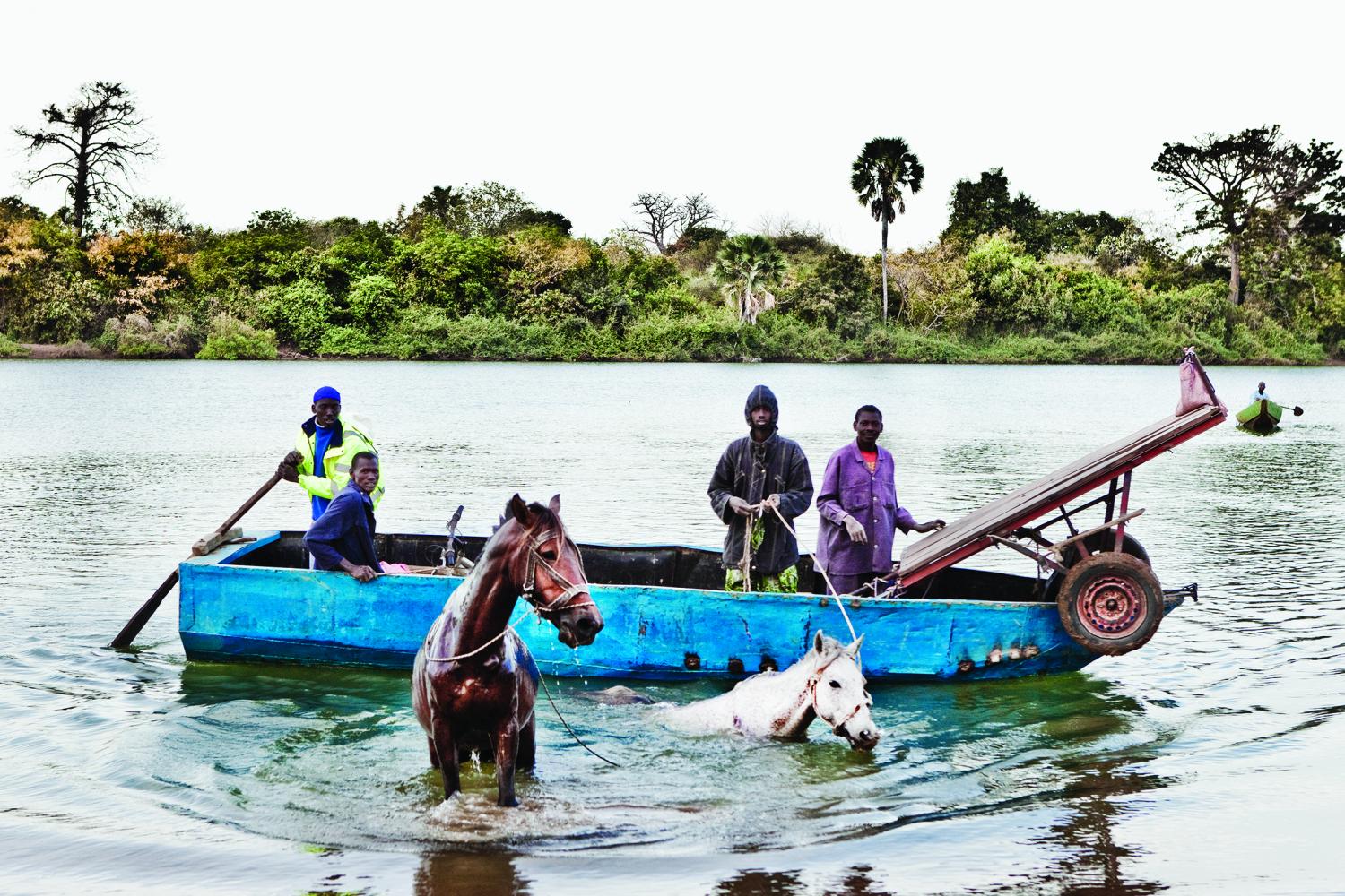 Men from the Fula Tribe swim their horses across the Gambia River on their way to market.