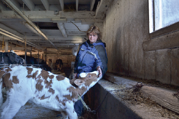 Carol French on her dairy farm, taking care of her milk cows.