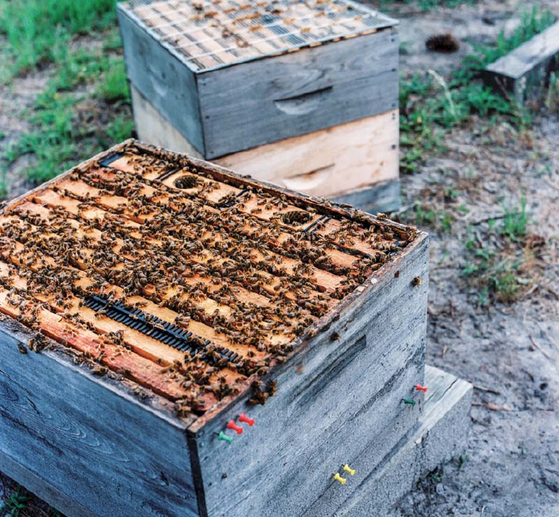 In all, Silver Spoon Apiaries runs nearly a dozen bee yards, caring for millions of bees.