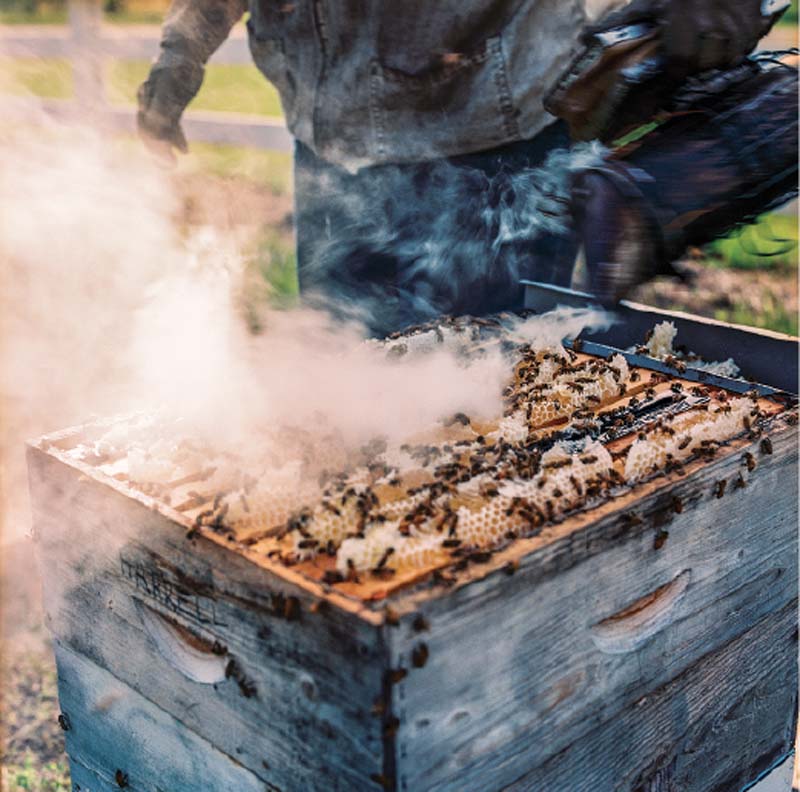 In order to get to the honey, they use smoke to drive the bees away.