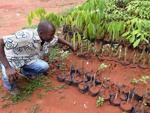 A cocoa farmer in Ivory Coast inspects his seedlings. Photo by Kelsey Timmerman