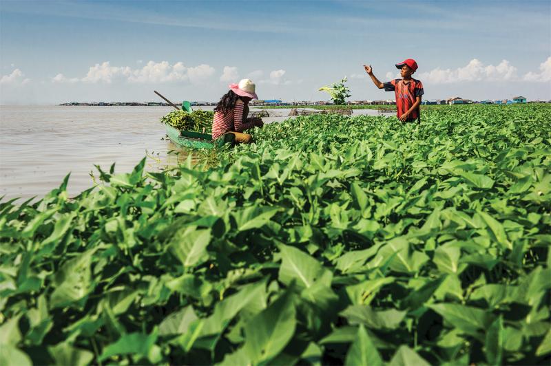 Harvesting morning glories along Lake Tonle Sap, Kampong Luong. (Luc Forsyth/Ruom)