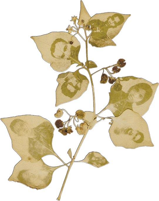 Binh Danh, <i>The Leaf Effect: Study for Transmission #2</i>. Photographic negative on leaf.