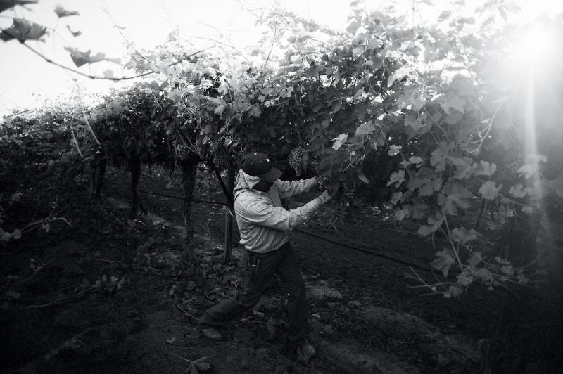 Isaac Mesa, of Jalisco, Mexico, prunes the grape vines outside the Arvin camp in Arvin, CA. Once home to Dust Bowl migrant workers from Oklahoma, the camp now houses mostly Latino migrant workers.