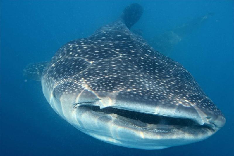 Whale shark, Gulf of Mexico, 2011.