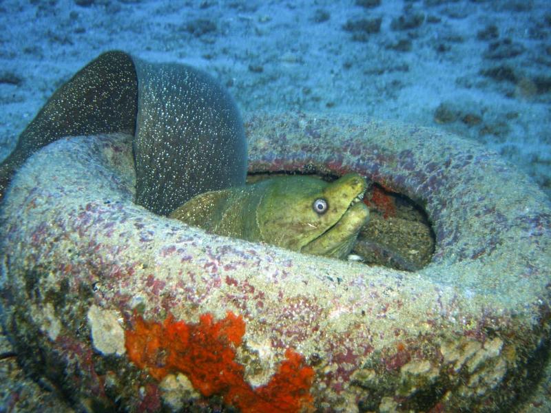 Green moray eel adopting an old tire as home, Galapagos Island, 2006.