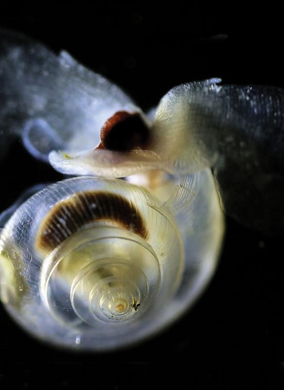A pteropod known as Limacina helicina, from the waters of the East Pacific. (Nina BednarŠek, NOAA)
