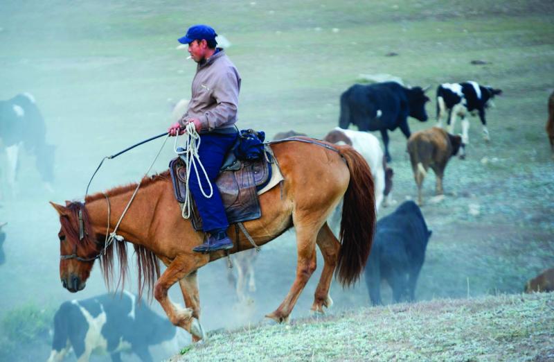 Kazahk nomads are cowboys who run cattle, sheep, goats, and camels through the park.