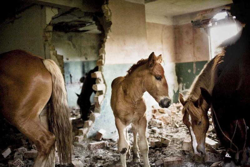 Horses wandering among the ruins of one of the many abandoned, tumbledown houses in Rosia Montana.