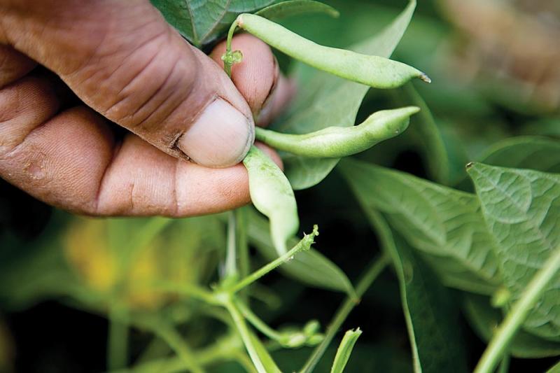 Celso shows his drought-shriveled beanstalks.