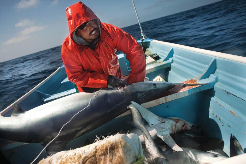 Fishing for blue shark near Baja California.
