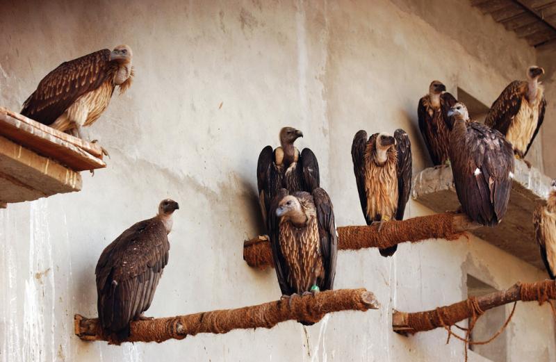 Long-billed vultures perch on concrete ledges and jute-wrapped poles in one of the aviaries at Pinjore. The enclosures are too small for the birds, some with wingspans of up to eight feet, to fly as they would in the wild.