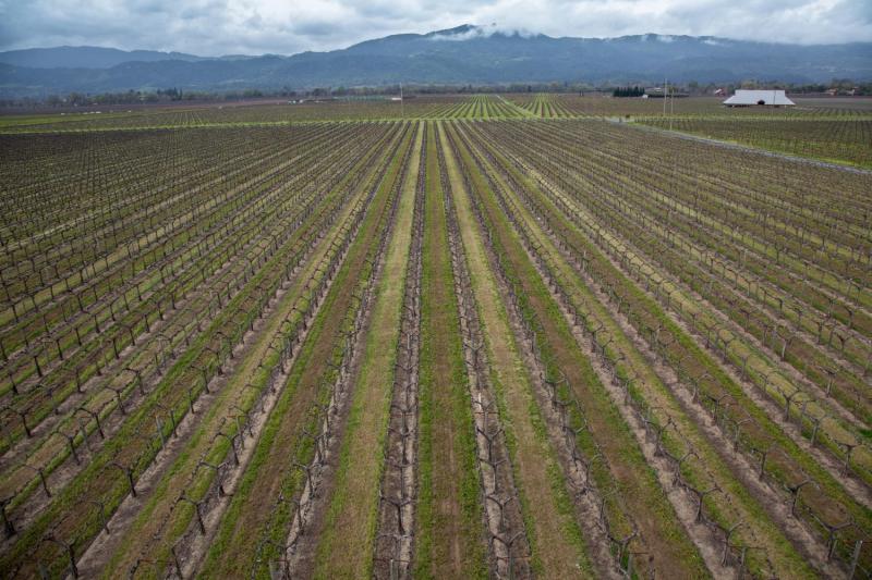 Beckstoffer vineyards, Napa Valley. (©Peter Menzel / www.menzelphoto.com)