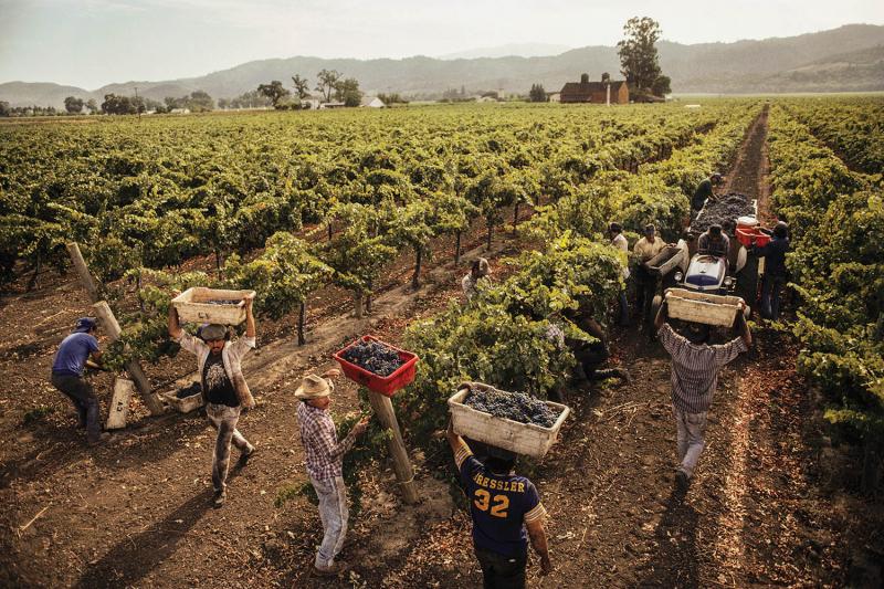 Harvesting of red-grape varieties in Napa Valley, CA. (©Peter Menzel / www.menzelphoto.com)