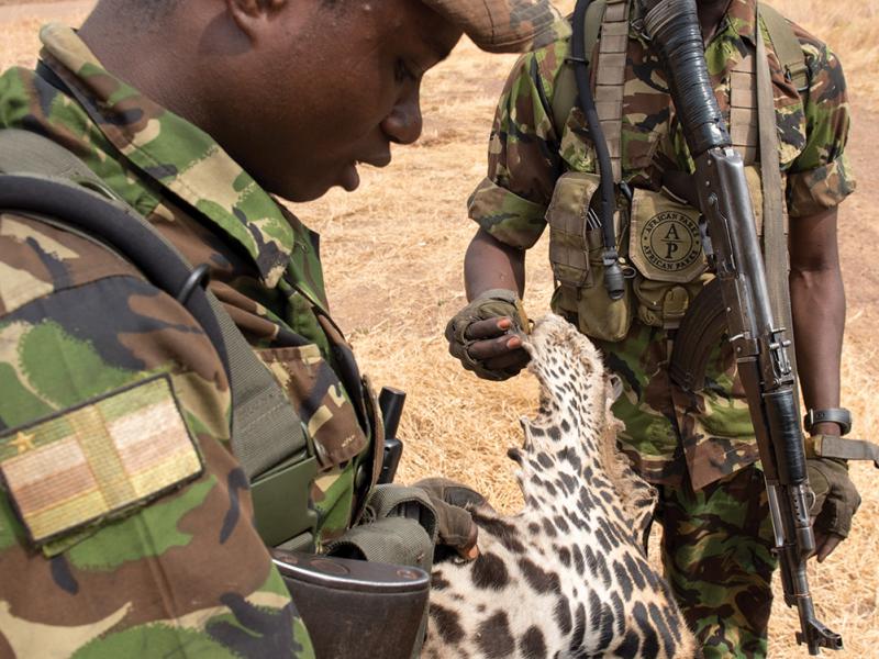 Lieutenant Ponce Pilate Mbenga, a Central African Army officer with the Chinko Project, looks on as one of the rangers examines a leopard skin confiscated from Mbororo poachers during a camp raid.