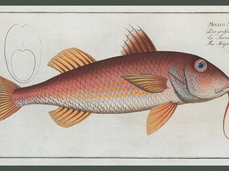 <i>Mullus Surmuletus, The Striped Surmulet</i>. (Courtesy Rare Book Division, The New York Public Library, Digital Collections.)