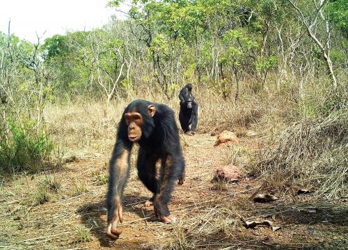 Eastern chimpanzee in Chinko by Aebischer