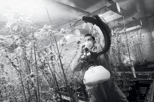Many growers who use cannabis to treat medically fragile children are wary of the chemicals used to protect the plant from fungus and pests. Ray Mirzabegian’s brother, John, sprays cannabis plants with aerosol milk, which functions as both a natural pesticide and fungus retardant. North Hollywood, CA, February 2015.