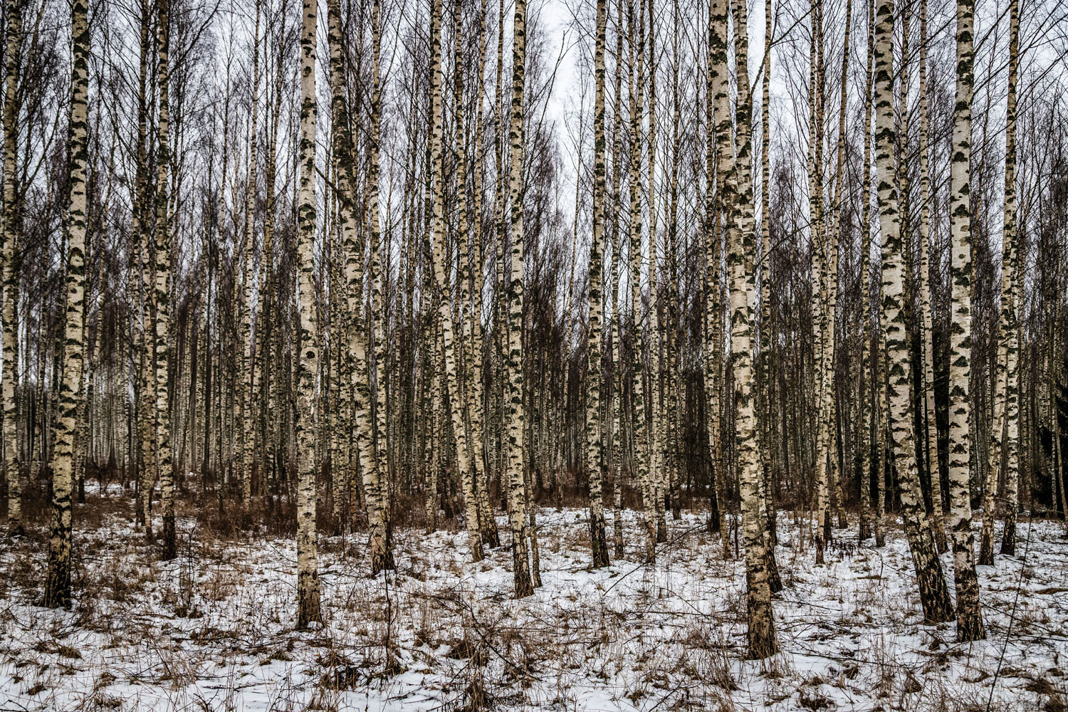 A birch forest near the southeastern border with Russia. Värska, Estonia, February 2025.