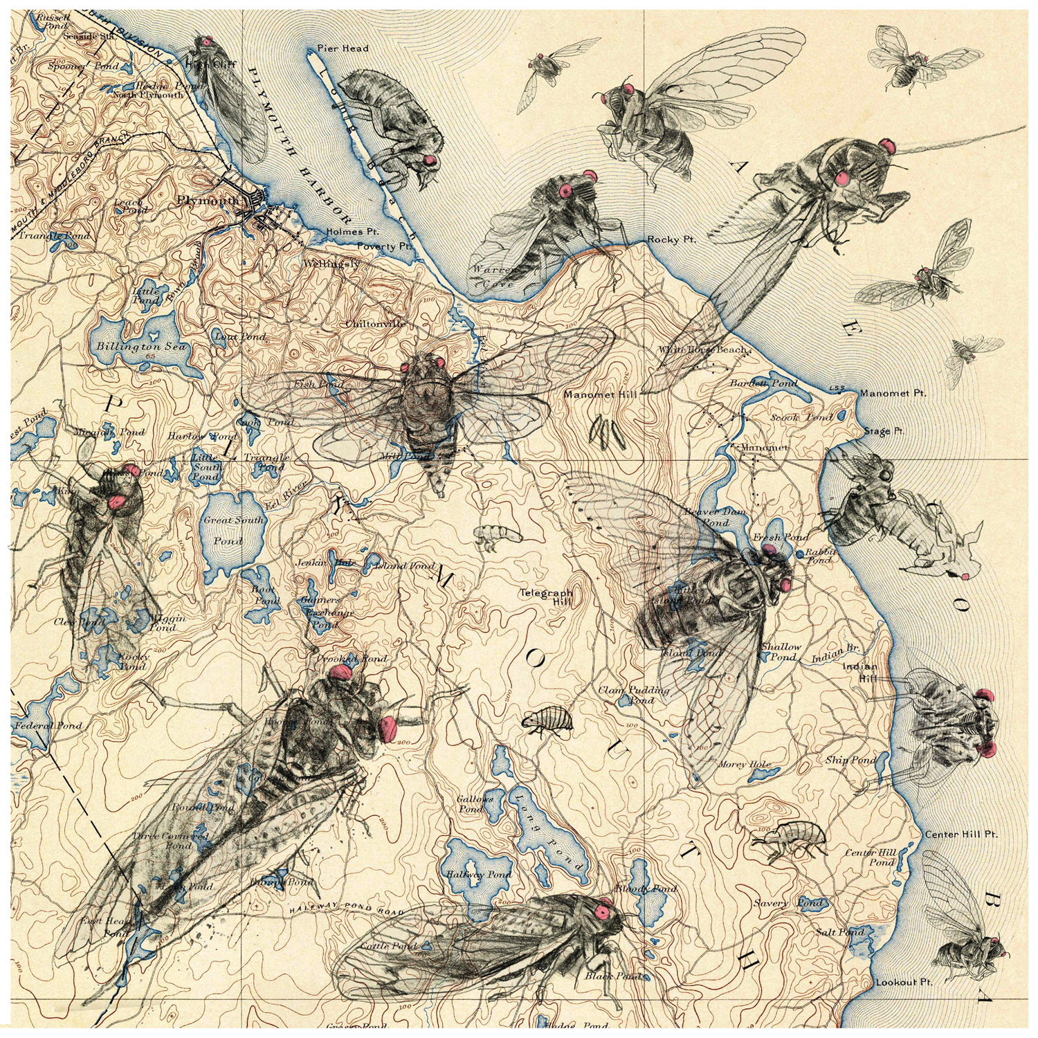 Map of Plymouth, Massachusetts, covered in drawings of cicadas with big, red eyes by Daniel Baxter.