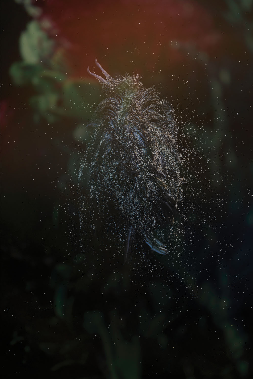 Still Plead. By Mandy Barker.